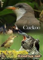 BBC: Мир природы. Кукушка (2009) The Natural World. Cuckoo