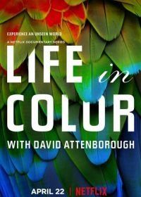 Жизнь в цвете с Дэвидом Аттенборо (2021) Life in Colour