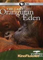 Последний рай орангутанов (2015) The Last Orangutan Eden