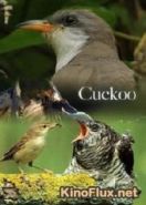 BBC: Мир природы. Кукушка (2009) The Natural World. Cuckoo