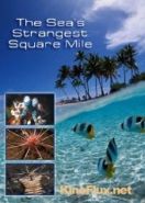Самое странное место в океане (2011) The Sea's Strangest Square Mile