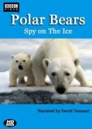 BBC. Белый медведь: Шпион во льдах (2011) Polar Bears: Spy on the Ice