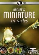 BBC: Миниатюрные чудеса (2017) Nature's Miniature Miracles