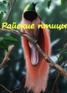 Райские птицы (2021)
