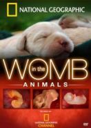 National Geographic. Жизнь до рождения: Собаки (2008) In The Womb: Dogs