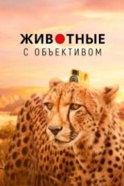 Животные с объективом (2018) Animals with Cameras