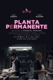 Столовая (2019) Planta permanente