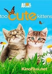 Осторожно, мимими! / Симпатичные котята и щенки (2011-2013) Too Cute!