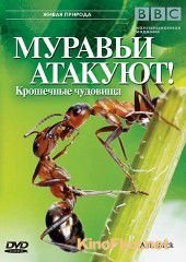 BBC: Муравьи атакуют (2006) Ant Attack