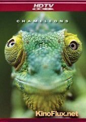 Хамелеоны мира (2011) Chameleons of the world