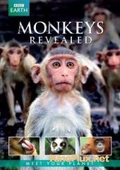 Всё о мире обезьян (2014) Monkeys Revealed