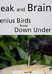 Клюв и мозг. Гениальные птицы (2013) Beak and Brain - Genius birds from Down Under