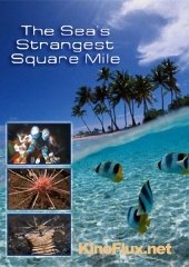 Самое странное место в океане (2011) The Sea's Strangest Square Mile