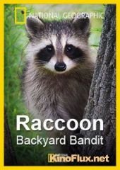Нашествие енотов (2014) Raccoon Backyard Bandit