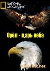 Орёл – царь неба (2014) The Eagles