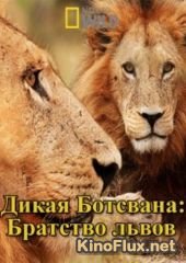 Дикая Ботсвана: Братство львов (2014) Wild Botswana: Lion Brotherhood