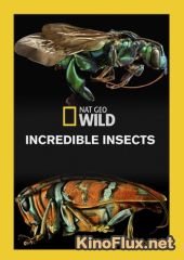 National Geographic. Удивительные насекомые (2015) Incredible Insects