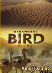 National Geographic. Жизнь необычной птицы (2005) Strangest Bird Alive