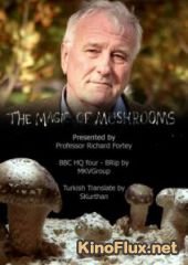 BBC: Магия грибов (Тайная жизнь грибов) (2014) The Magic of Mushrooms