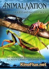 Самые большие и страшные жуки в мире (2009) World's Biggest and Baddest Bugs