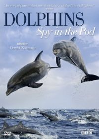 BBC: Дельфины скрытой камерой (2014) Dolphins: Spy in the Pod