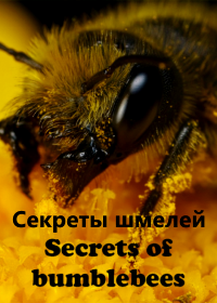 Секреты шмелей (2013) Secrets of Bumblebees