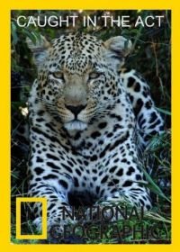 National Geographic. В объективе: Необычное поведение животных (2007) Caught in the Act