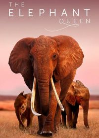 Королева слонов (2019) The Elephant Queen