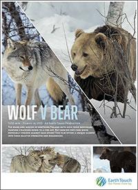 Волк против медведя (2018) Wolf vs Bear