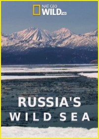 Дикое море России (2018) Russia’s Wild Sea