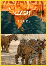 Схватка тигров (2018) Clash of Tigers