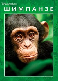 Шимпанзе (2012) Chimpanzee