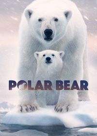 Полярный медведь (2022) Polar Bear